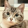 猫は見ている 的头像