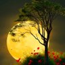 Profilbild von நசீர்