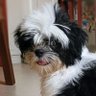 Miaggy's profile picture