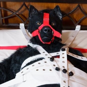 NaughtyBerk 🇩🇪🇳🇱 🔜 SinFur 🇩🇪's profile picture