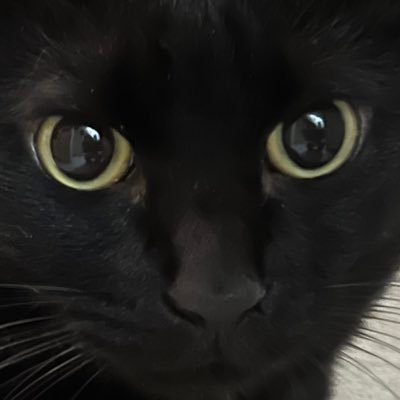 ひるまねる@Live2Drigger's profile picture