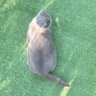 makoto profil fotoğrafı
