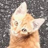 絶対不屈🐾御・F・猫 的头像