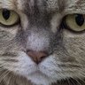 ハチワレ profil fotoğrafı