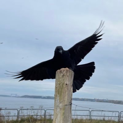 OxytocinTussi's profile picture