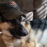 WHO DEY 🐅 GERMAN SHEPHERD profil fotoğrafı