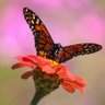 Brenda Darnell's profile picture