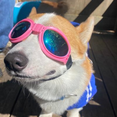 桃たろー🍑 八丈の島コギ🦊's profile picture