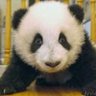 Profilbild von Bear