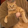 Chebao's profile picture