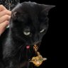黒猫🐾エロ画像作ってる猫🐾 的头像