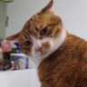 kang rakit pc's profile picture