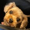 ココ profil fotoğrafı
