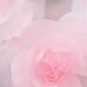 せろ子。 profil fotoğrafı