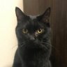 黒猫の下僕 的头像