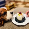 とも🦫❤️🐶 的头像