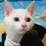 がんも's profile picture