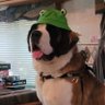 Theheartofalioner 🇨🇦 profil fotoğrafı