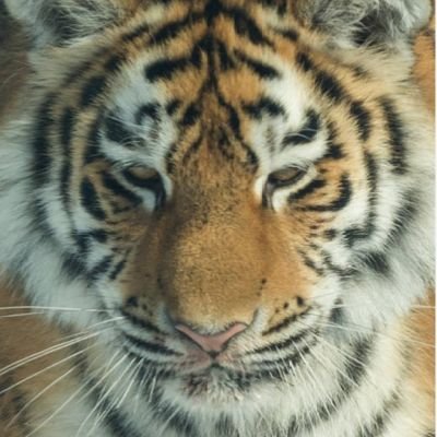 IndianGladiato1's profile picture