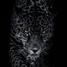 Фото профиля YOUSSEF