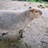 ぼんじり 的头像