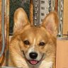 玩世's profile picture