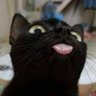Profilbild von Close黑猫.AI