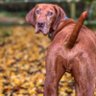 Profilbild von Irina Autumn