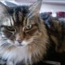 KittyCat profil fotoğrafı