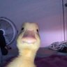 Anian E profil fotoğrafı