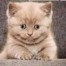 Тэнэг хог's profile picture