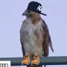 Bronx Hawk profil fotoğrafı