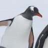 Penguinvestr 的头像