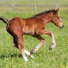 The Foal profil fotoğrafı