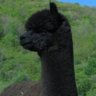 Cole Plastaras's profile picture