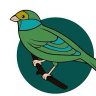 green bird 的头像