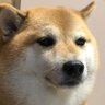 heccshiba profil fotoğrafı