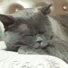 ひと profil fotoğrafı