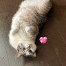 グリーンメン 的头像