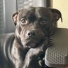 Profilbild von petito virgie