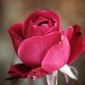 فاطمة الشريف's profile picture