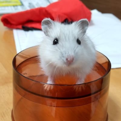ハムハムハムスター愛好家's profile picture