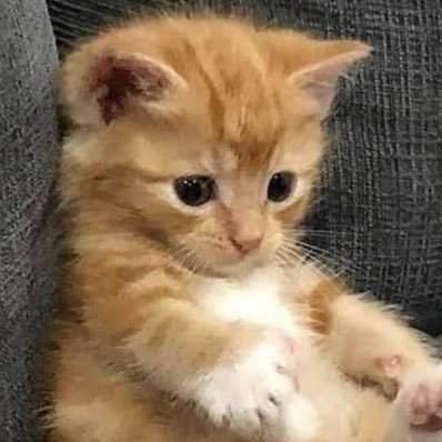 miffy🍮's profile picture