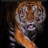 MesutD's profile picture