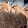 Фото профиля Edy N Cheeto (Cindy)