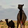 سلفر ٧١١'s profile picture
