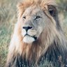 Texzzy💜🦁♐️📈📉 profil fotoğrafı