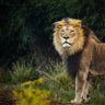 Фото профиля Return_Of_King_Mufasa