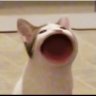 しるびあ^〜's profile picture