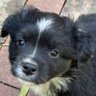 Sully profil fotoğrafı